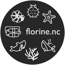 florineNCGris